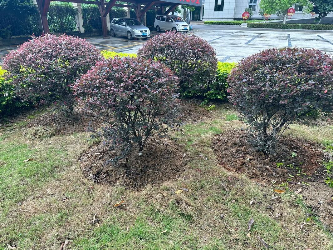 園林綠化工程苗木種植與養(yǎng)護(hù)施工全流程指南